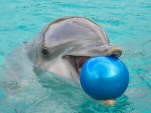 Молодые дельфины фото